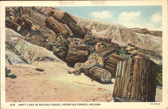 Petrifield Forest Arizona Drift Logs
