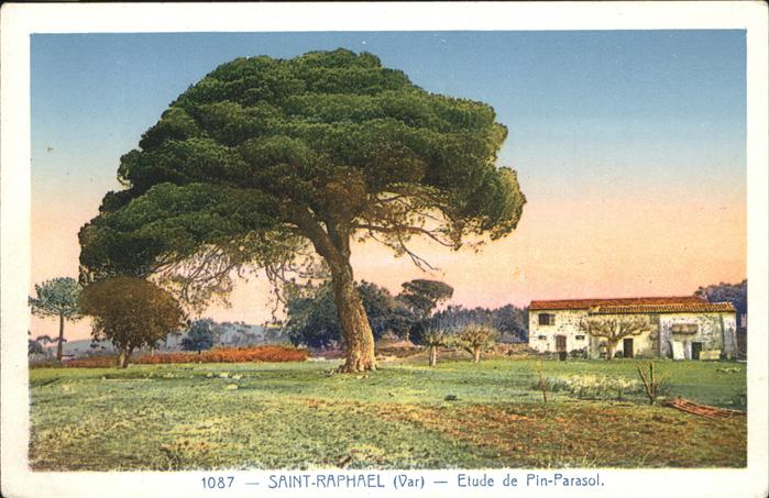Saint-Raphael Var Etude de Pin-Parasol