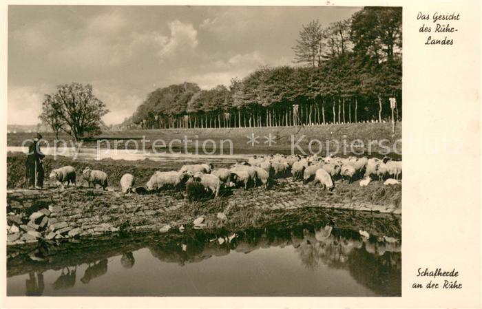 Werden Ruhr Essen Schafherde an der Ruhr