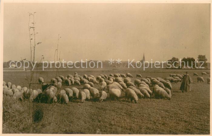 Waldniel Schaefer mit Schafen