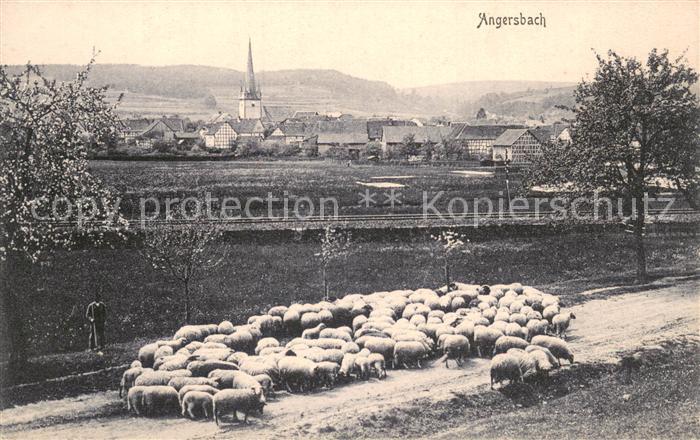 Angersbach Panorama Schafherde