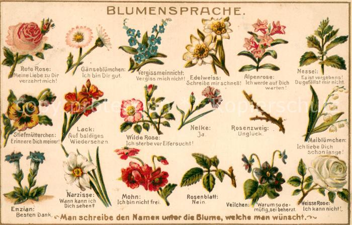 Blumen Blumensprache