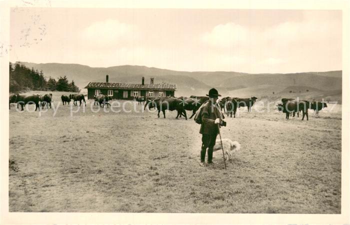 St Andreasberg Harz Berggasthaus Matthiashuette m. Damenkapelle Kuhherde