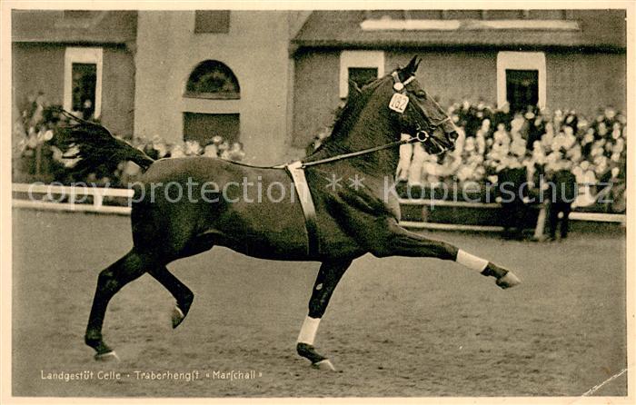 Celle Niedersachsen Landgestuet Celle Traberhengst Marschall