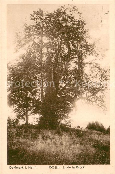Dorfmark 1000 jaehrige Linde in Brock