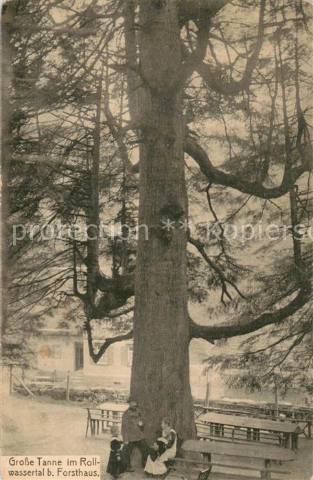 Rollwassertal Bad Wildbad Grosse Tanne beim Forsthaus