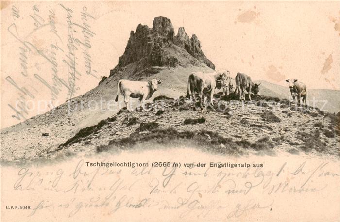 Tschingellochtighorn 2735m BE Kuehe Auf dem Tschingellochtighotn v. d. Engstlige
