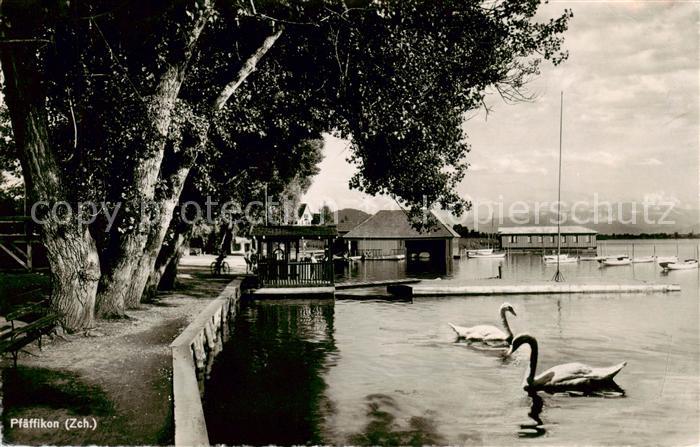 Pfaeffikon am See ZH Uferpartie am See Schwaene Bootshaeuser