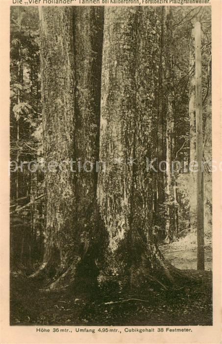 Kaelberbronn Pfalzgrafenweiler Die Vier Hollaender Tannen