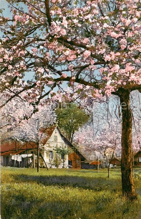 Lindau Bodensee Bauernhof Baumbluete Photochromie Serie 172 Nr. 3048