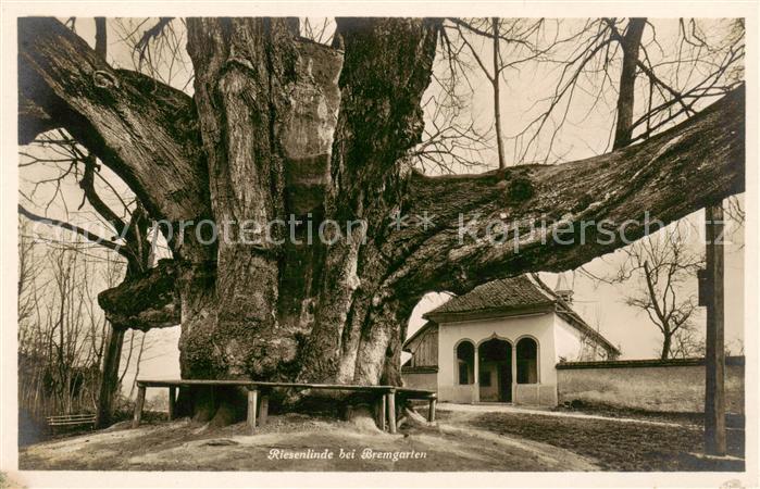 Bremgarten AG Riesenlinde