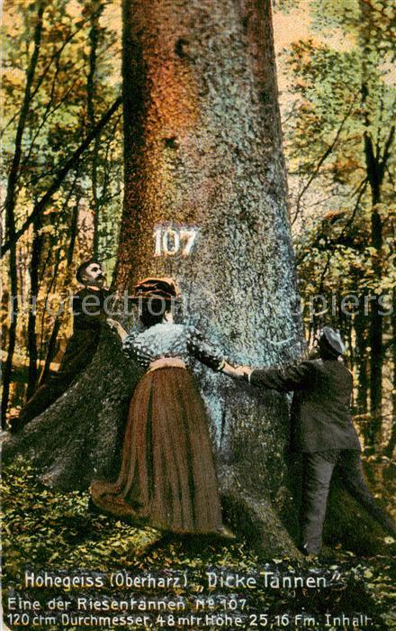 Hohegeiss Harz Dicke Tannen Riesentanne Nr 107