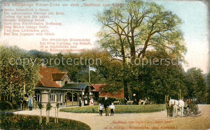 Uglei See Eutin 600jaehrige Riesen Eiche vor dem Gasthaus zum Uglei