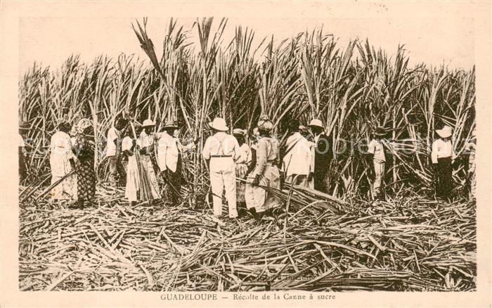 Guadeloupe Reculte de la Canne a sucre
