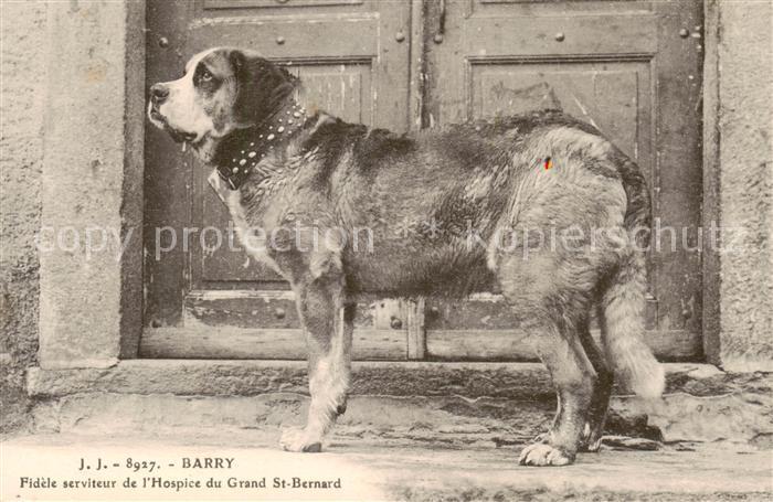 Hunde J.J-8927 Barry