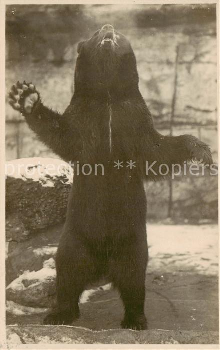 Zoo Braunbaer Bern Foto