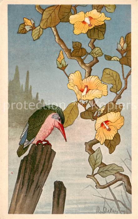 Voegel Birds Oiseaux Eisvogel