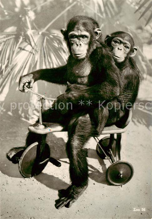 Affen Zoologischer Garten Zuerich