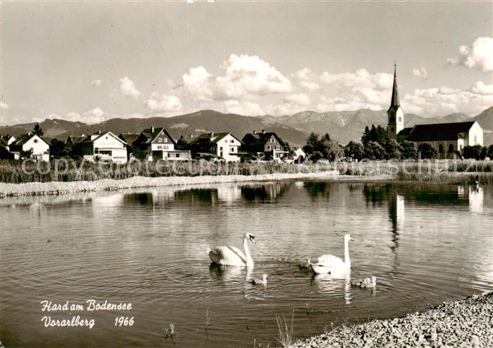 Hard Vorarlberg Uferpartie am See Schwaene Blick zur Kirche