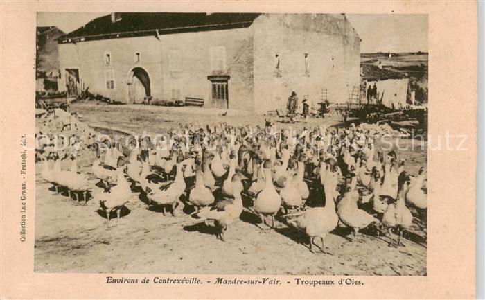 Mandre-sur-Vair Mandres-sur-Vair 88 Vosges Troupeaux d Oies