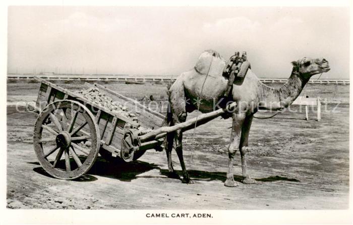 Aden Jemen Camel Cart