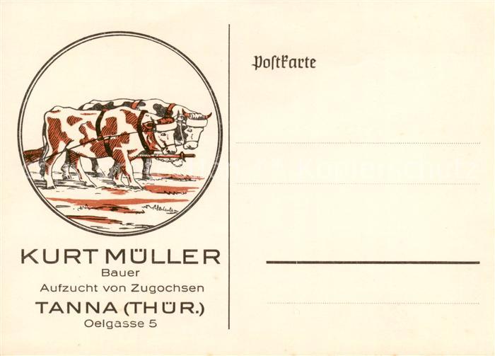 Tanna Aufzucht von Zugochsen Bauer Kurt Mueller