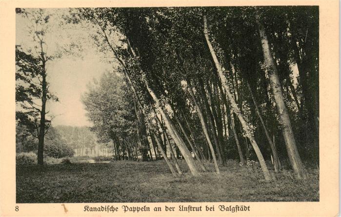 Balgstaedt Kanadische Pappeln an der Unstrut