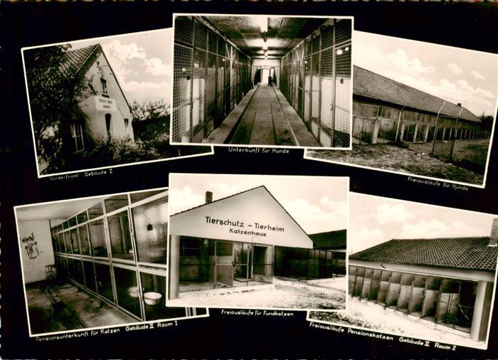 Osnabrueck Tierschutz Tierheim Katzenhaus Hunde und Katzen Unterkuenfte