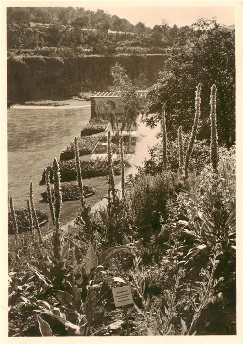 STUTTGART  CITY Reichsgartenschau Stuttgart 1939 Koenigskerzenhang