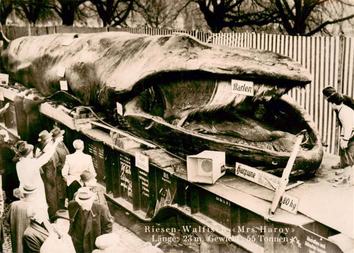 Wal  Whale Baleine Riesen Walfisch Mrs. Haroy