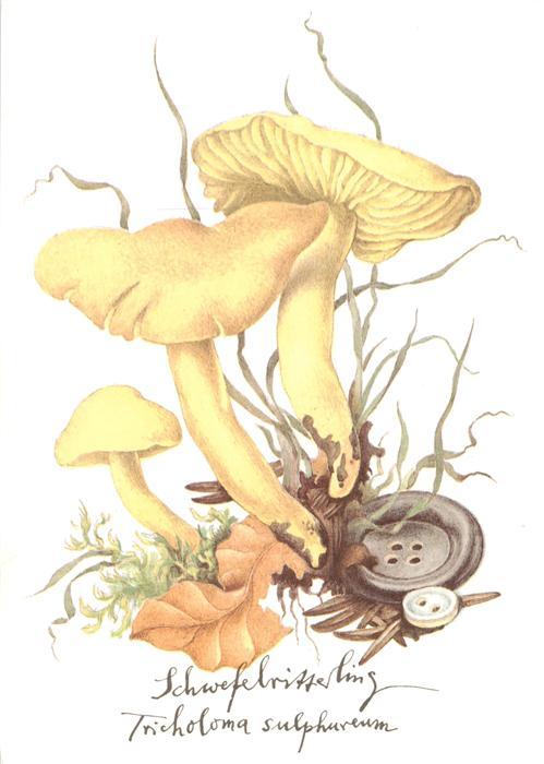 Pilze Schwefelritterling