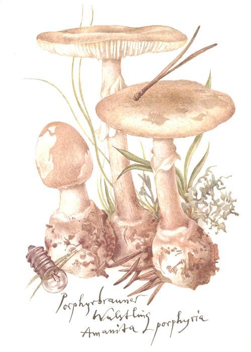 Pilze Porphyrbrauner Wulstling Litho