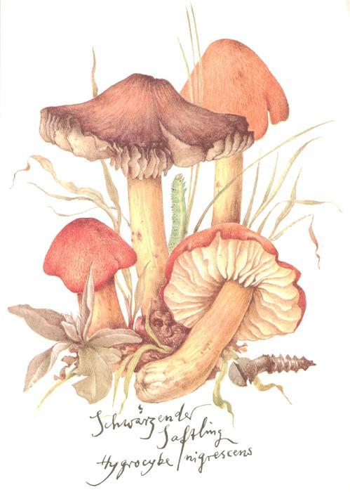 Pilze Schwaerzender Saftling Litho