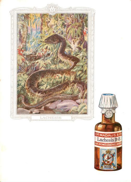 Medizin Heilmittel Lachesis D 8 Dr. Madaus