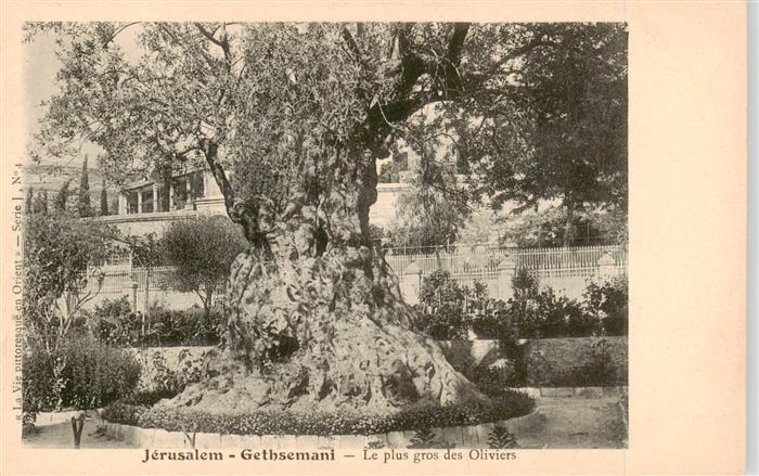 Jerusalem  Yerushalayim Israel Gethsemani Le plus gros des Oliviers