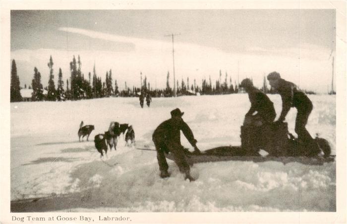 Goose Bay Dog Team Labrador