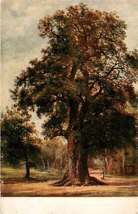 Dallwitz Priestewitz Alter Baum