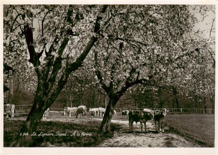 La Ligniere Gland VD A la ferme