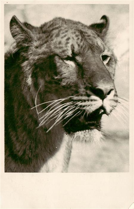 Zoo Gardin Zoologique-- Loewen Tiger Bastard