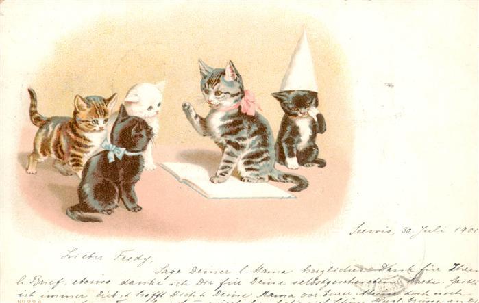 Katzen buch Schweiz Zuerich