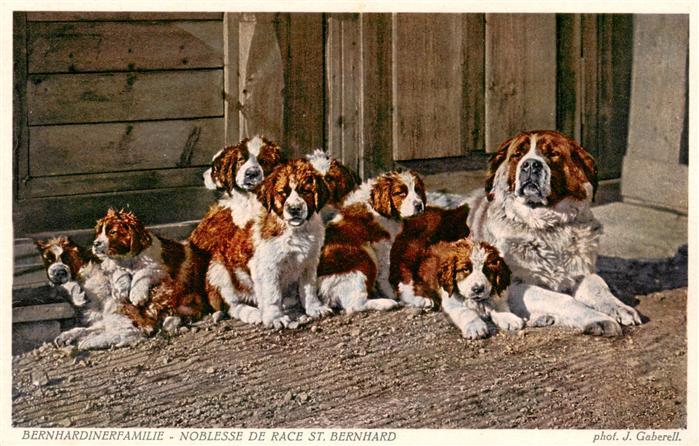 Hunde dogs chiens Bernhardinerfamilie Noblesse de Race