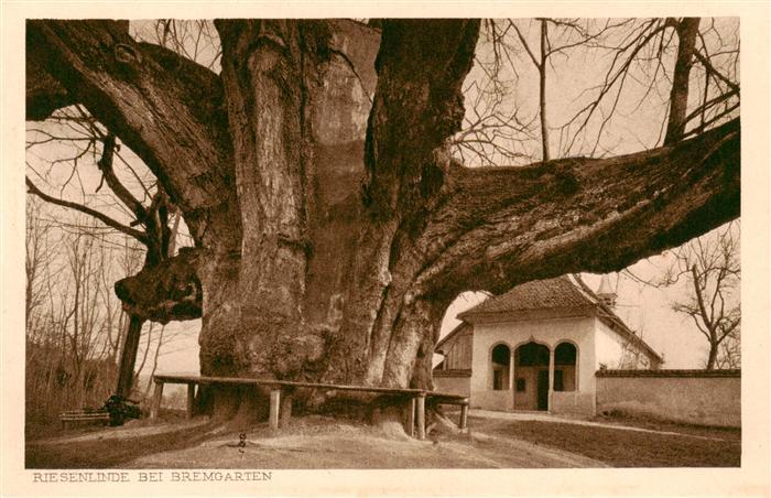 Bremgarten AG Riesenlinde Kupferdruck