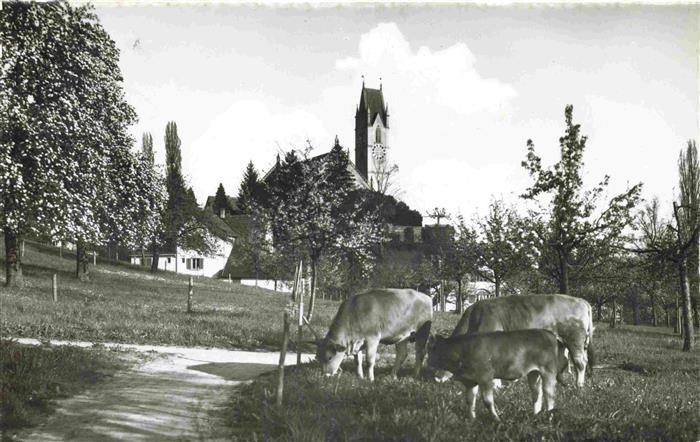 MaeNNEDORF ZH Viehweide Kuehe Blick zur Kirche