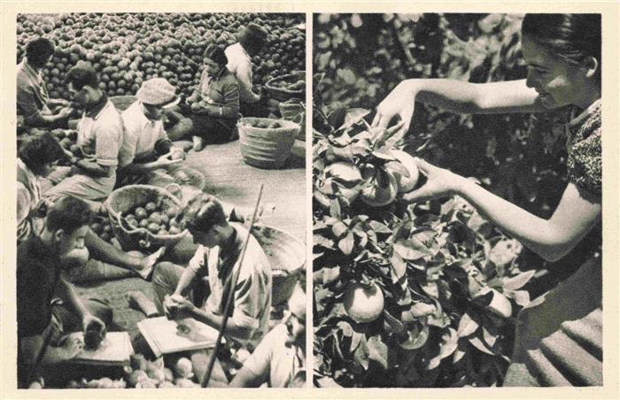 Mikveh Israel Orange Picking Orangenernte