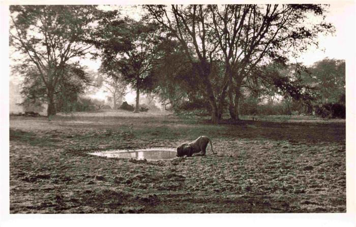 Gorongosa Beira Mocambique Gorongosa Game Reserve