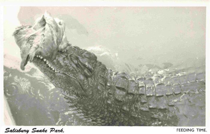 Salisbury  Harare Rhodesia Simbabwe Feeding time Snake Park