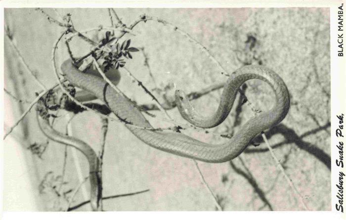 Salisbury  Harare Rhodesia Simbabwe Snake Park Black Mamba