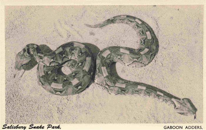 Salisbury  Harare Rhodesia Simbabwe Snake Park Gaboon Adders