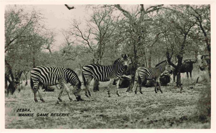 Hwange Wankie National-Park Simbabwe Rhodesia Zebra Wankie Game Reserve