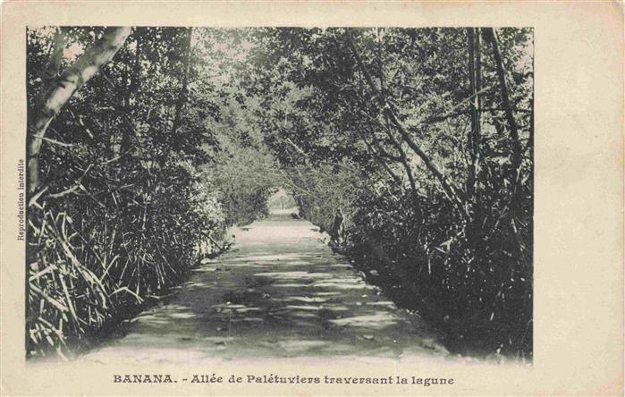 Banana Kongo Congo Allée de Palétuviers traversant la lagune